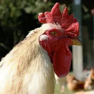 thumbnail for publication: Animal Husbandry